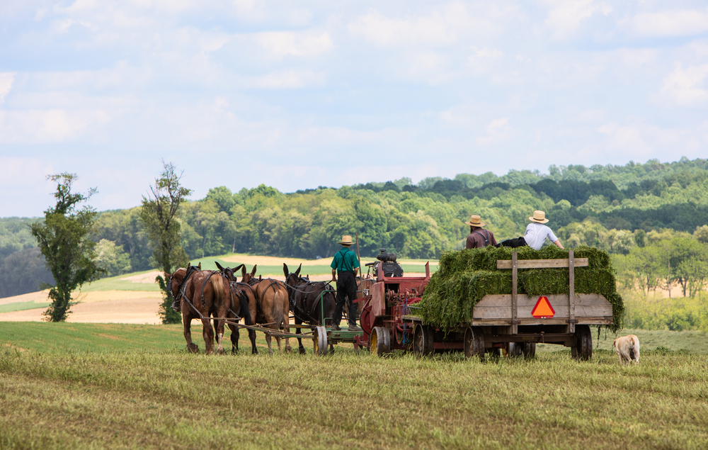 photo amish