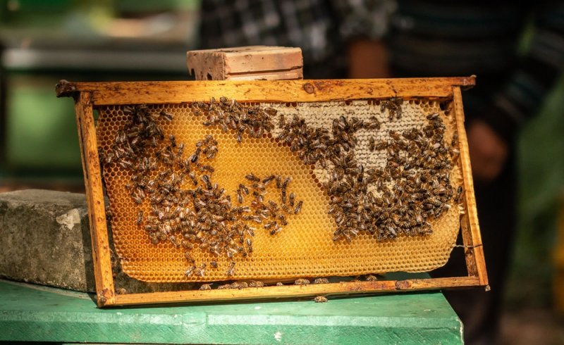 Miel, abeilles