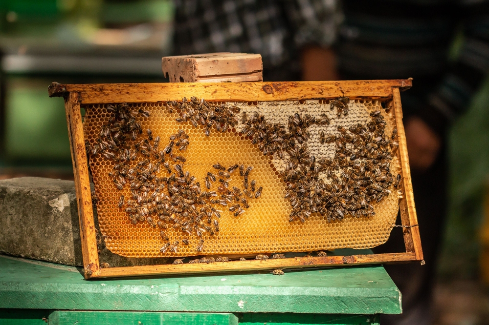 Miel, abeilles