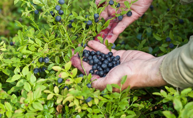 bienfaits des myrtilles